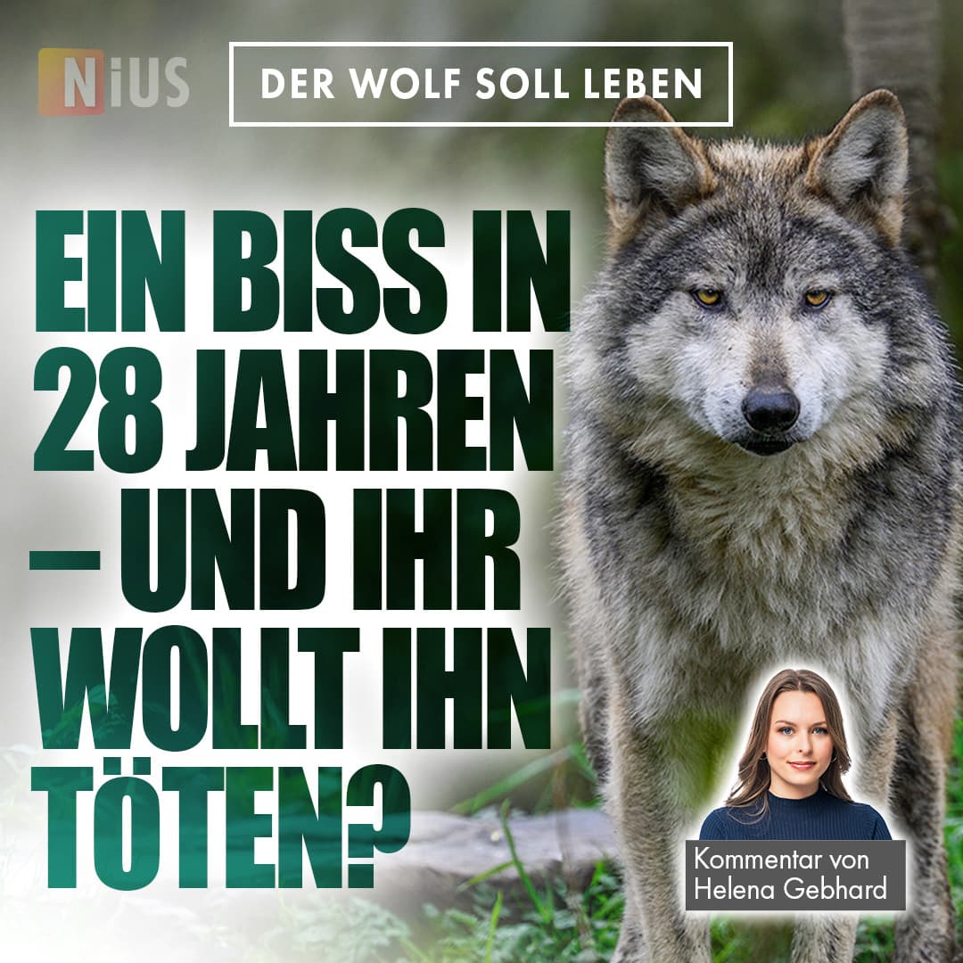 Der Wolf soll leben: Ein Biss in 28 Jahren – und ihr wollt ihn töten?