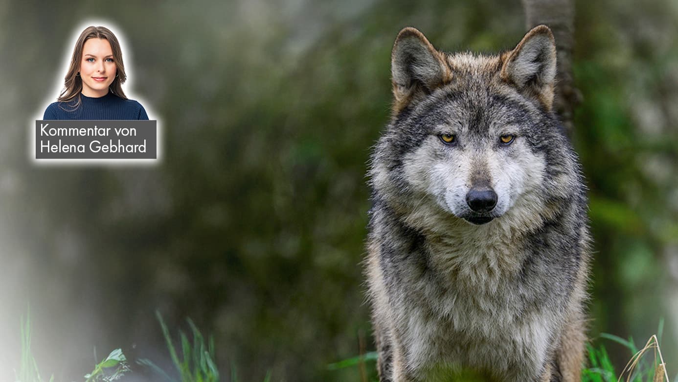 Der Wolf soll leben: Ein Biss in 28 Jahren – und ihr wollt ihn töten?
