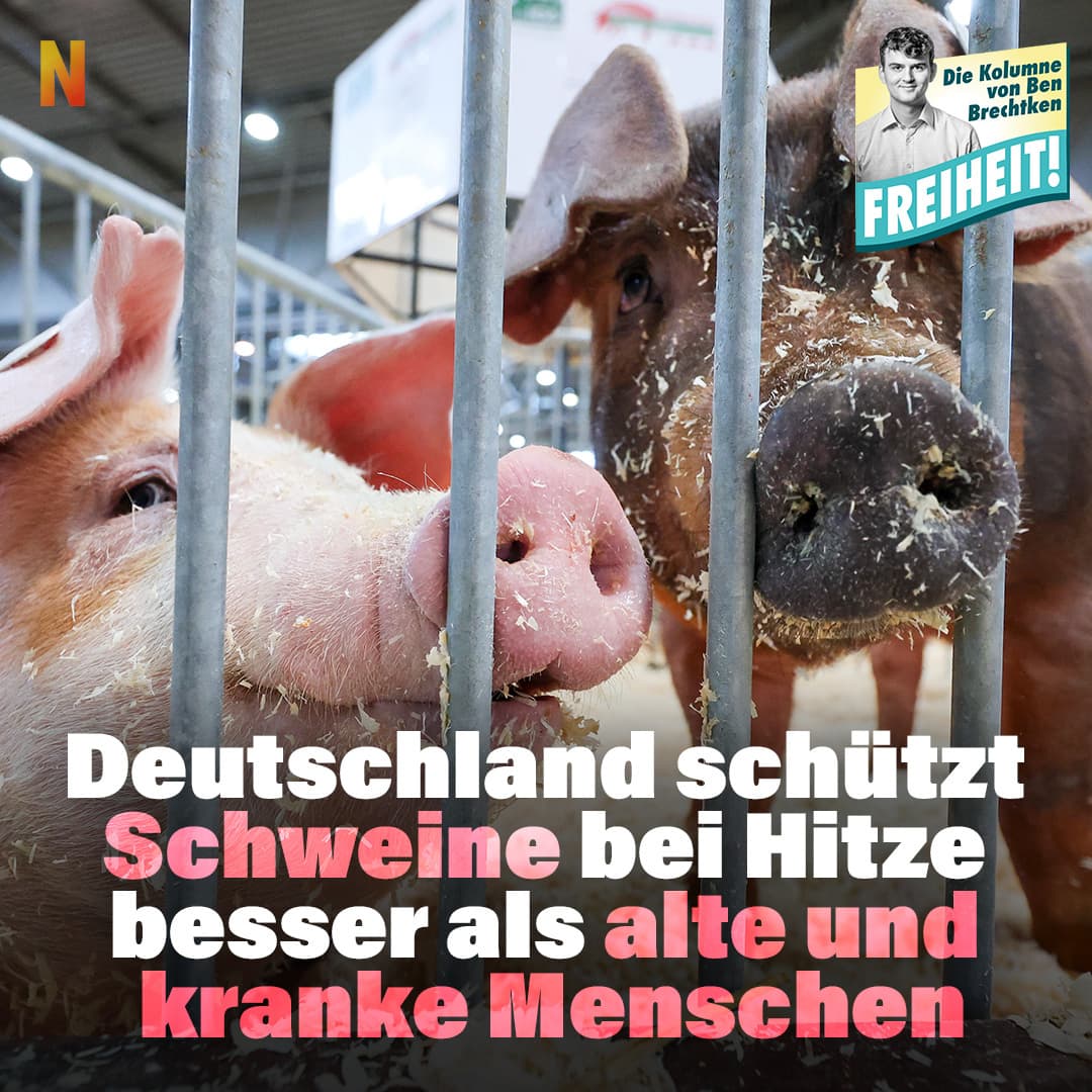 Deutschland schützt Schweine bei Hitze besser als alte und kranke Menschen